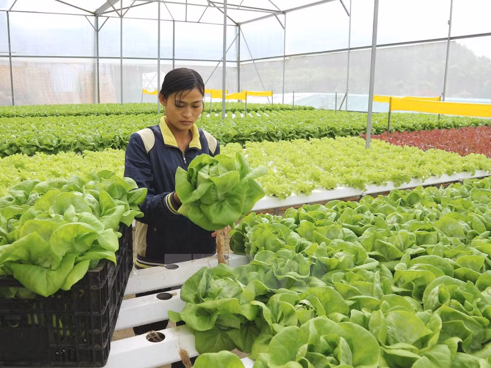 IFC s'engage à soutenir le Vietnam dans le développement de l'agriculture verte ảnh 1