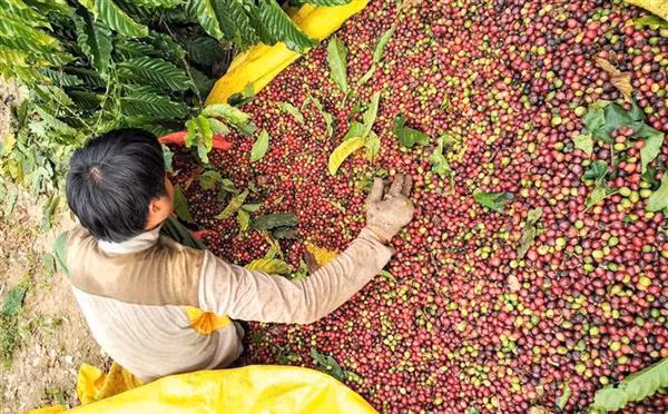 Stratégie de mise en valeur du café vietnamien ảnh 1