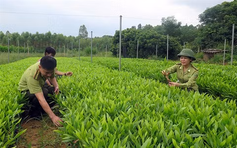 Lang Son renforce sa politique de reboisement et de développement de la sylviculture ảnh 1