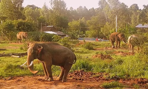 Ajustement du projet de conservation des éléphants au Vietnam pour la période 2013 - 2020 ảnh 1 Ajustement du projet de conservation des éléphants au Vietnam pour la période 2013 - 2020 ảnh 1