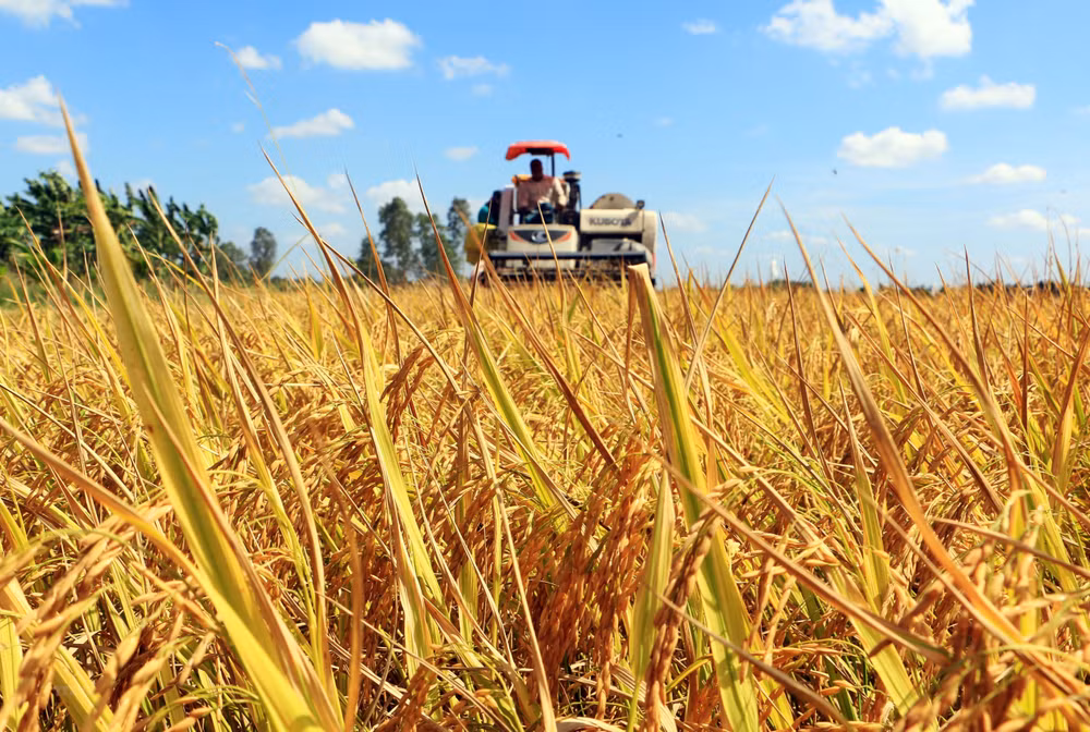 Nécessiter davantage des assistances pour développer l’industrie du riz ảnh 1