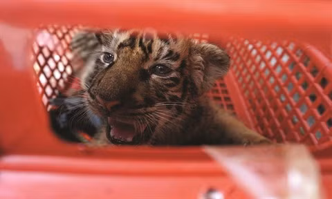 Le Parc national de Pù Mat au chevet de sept bébés tigres ảnh 1