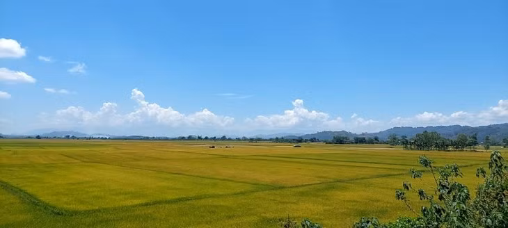 Du riz sur une terre volcanique ảnh 1