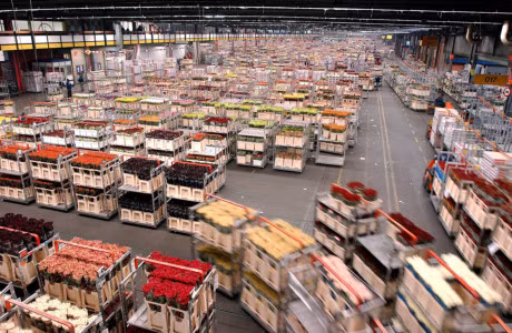 Le vice-PM Trinh Dinh Dung visite Aalsmeer, le plus grand marché aux fleurs des Pays-Bas ảnh 1