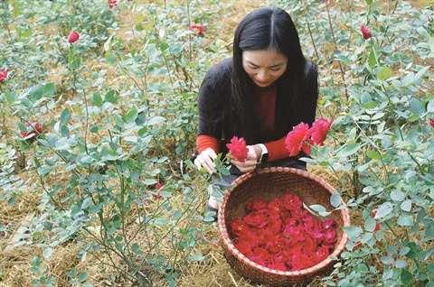 La vie en rose ảnh 1