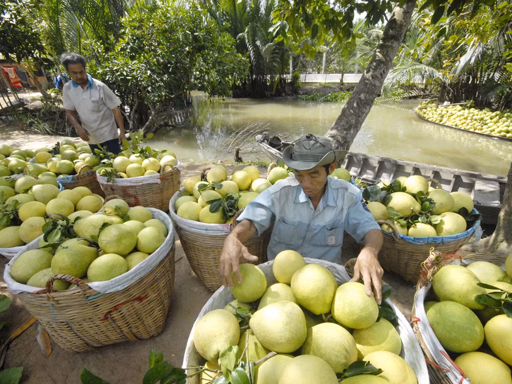 1er trimestre : les exportations vietnamiennes de fruits et légumes sur leur lancée ảnh 1