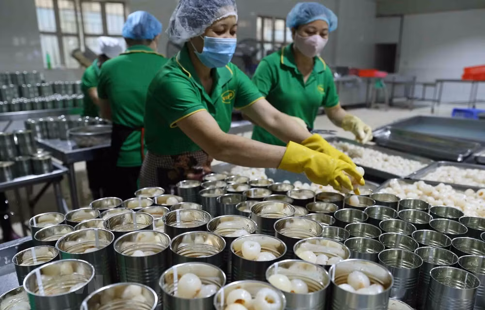 Accélérer la quarantaine végétale des fruits exportés vers les États-Unis ảnh 1