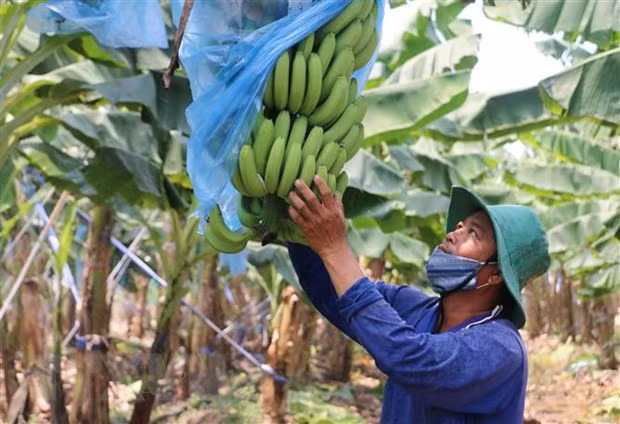 Le Vietnam et la Chine renforcent les échanges commerciaux de produits agricoles ảnh 1