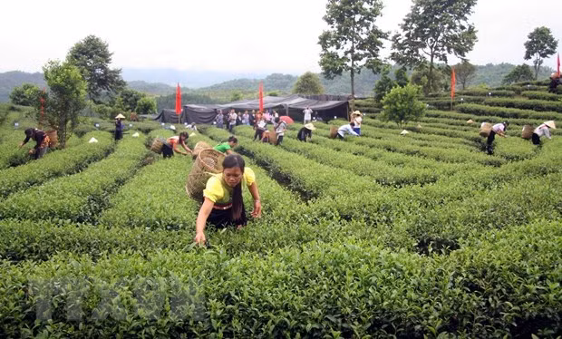 Le Vietnam renforce la production de thé aux normes de sécurité sanitaire des aliments ảnh 1