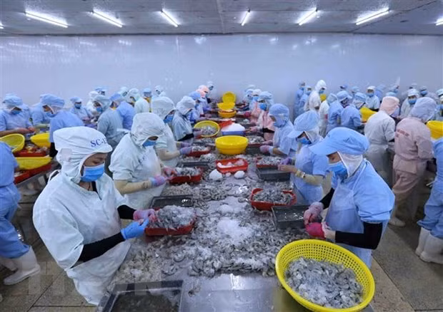 Les exportations de crevettes devraient atteindre 3,8 milliards de dollars en 2020 ảnh 1