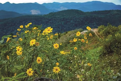 Balades aériennes au-dessus des tournesols sauvages à Ba Vi ảnh 2