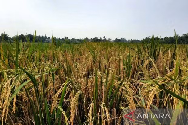 La production de riz de l'Indonésie estimée à 32 millions de tonnes cette année ảnh 1