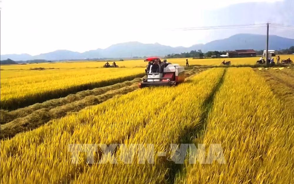 Le secteur agricole accélère la production pour dépasser le plan fixé ảnh 2