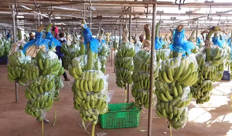 HAGL Agrico expédie sa première cargaison de bananes à partir du Cambodge vers la Chine ảnh 1