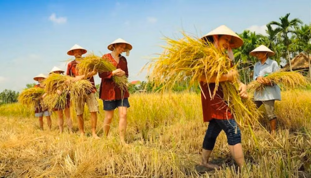 Ho Chi Minh-Ville : développer l’agrotourisme dans les districts périurbains ảnh 1