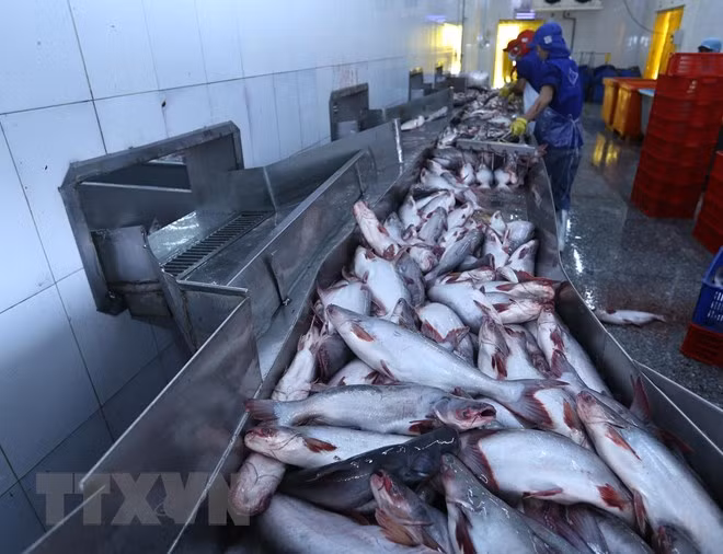 L’offre mondiale décroissante de la morue profite au pangasius vietnamien ảnh 1