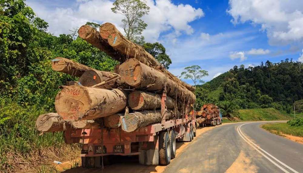 La Malaisie s'attaque à l'exploitation forestière et minière illégale et à la contrebande ảnh 1