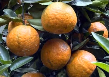 Certificat d’indication géographique pour l’orange à pelure rugueuse de Hà Giang ảnh 1