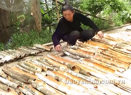 Les canneliers font la prospérité de Yên Bai ảnh 2