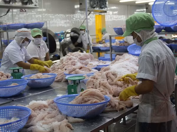 La VASEP s’inquiète du dénigrement du panga en Roumanie ảnh 1