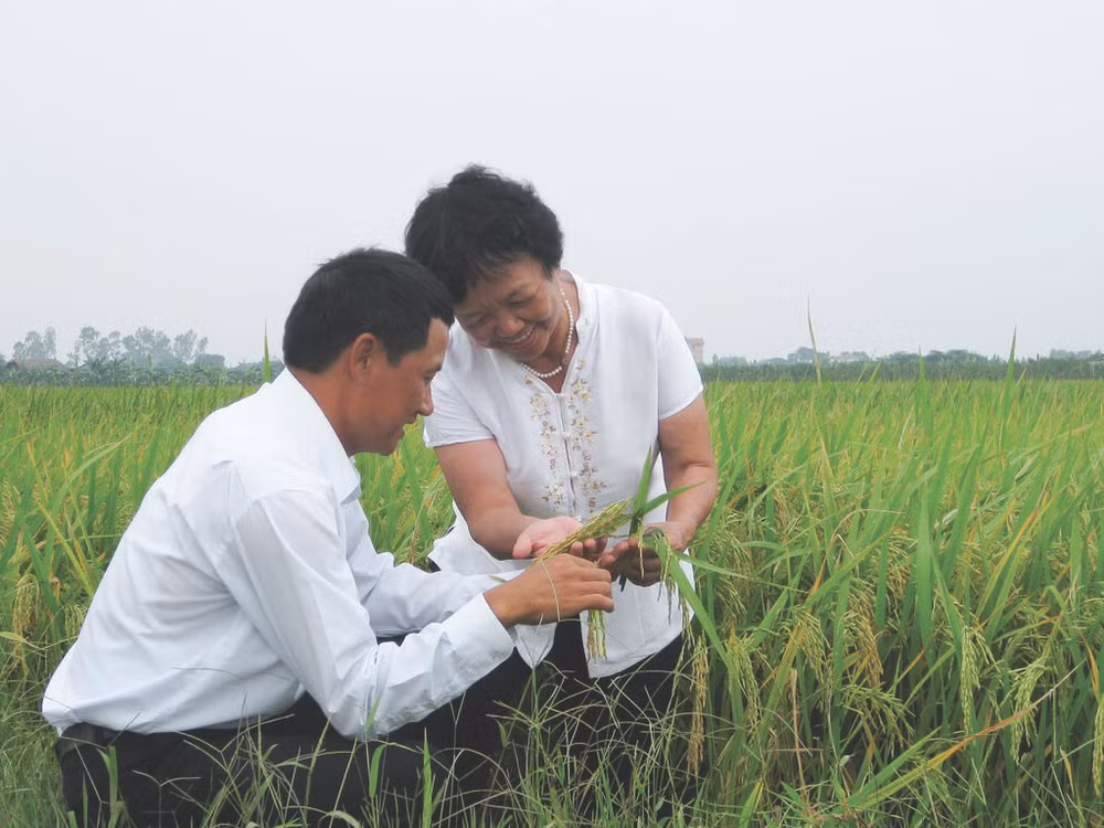 Elle parcourt souvent le pays pour découvrir de nouvelles variétés de riz.