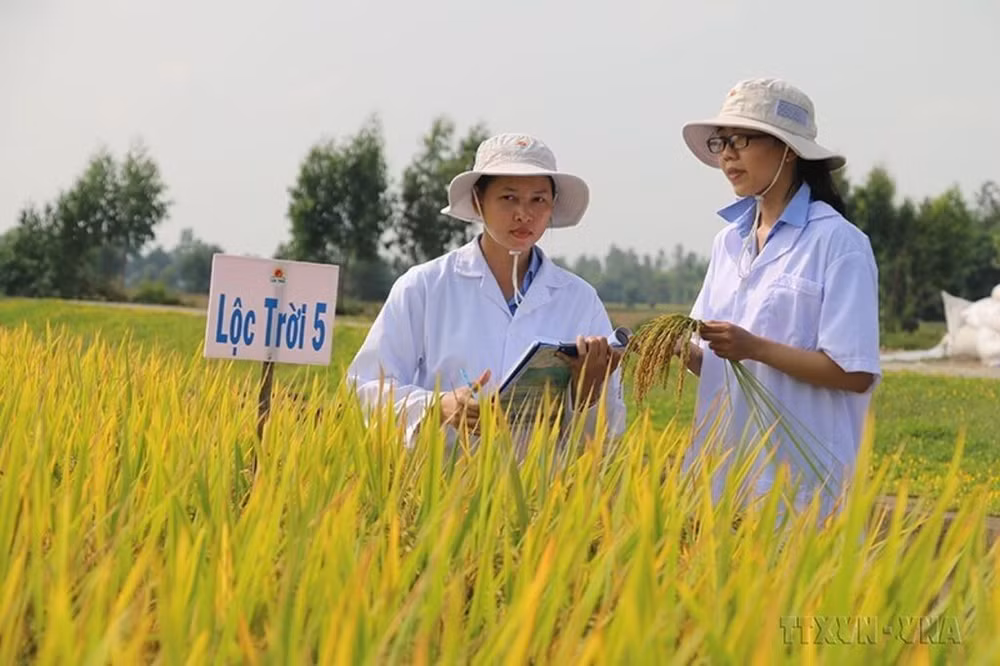 Bon nombre de variétés de riz parfumé et de haute qualité du Vietnam répondent à la demande du marché mondial et sont très compétitives. Photo : VNA/CVN