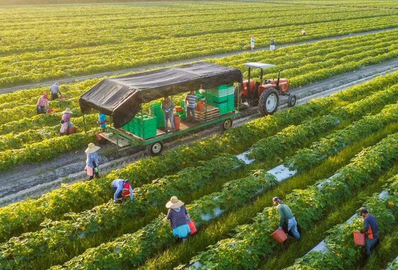 La production verte et circulaire contribue à promouvoir les produits agricoles vietnamiens ảnh 1