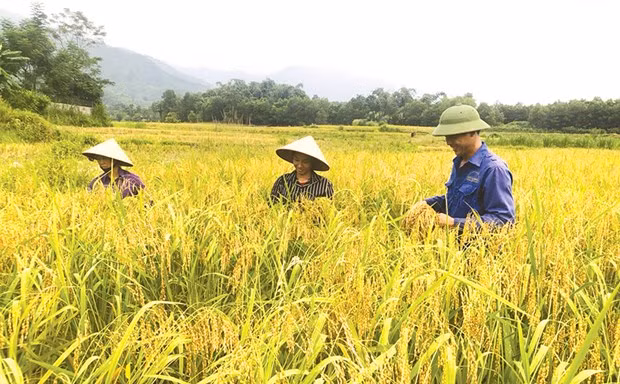 Phu Tho promeut la restructuration agricole et l’édification de la Nouvelle Ruralité ảnh 1