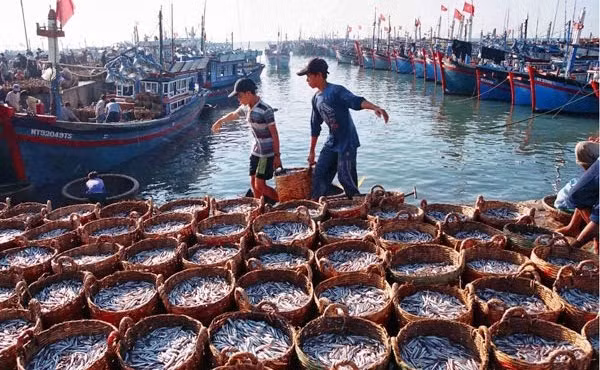 Un an après, le Vietnam espère la suppression du « carton jaune » donné par la Commission européenne à propos de la pêche INN ảnh 2
