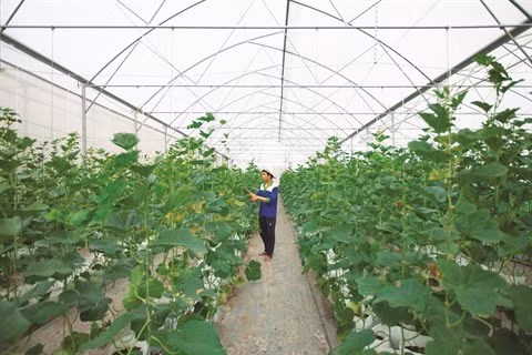 La culture du melon se branche sur la high-tech à Tây Ninh ảnh 1