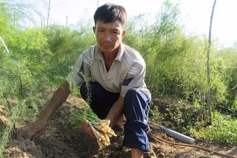 Au Centre, le bon filon des plantations d’asperges à Ninh Thuân ảnh 1