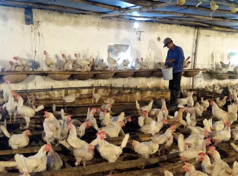 Le Vietnam exportera pour la première fois de la viande de poulet au Japon ảnh 2