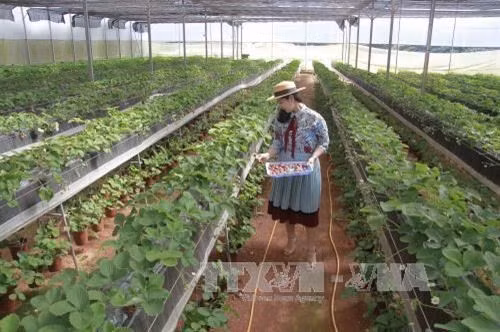 Da Lat met l'accent sur le tourisme à la ferme ảnh 1