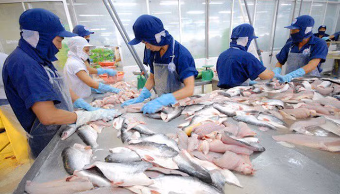 Croissance continue des exportations nationales de pangasius vers l’ASEAN ảnh 1 Croissance continue des exportations nationales de pangasius vers l’ASEAN ảnh 1