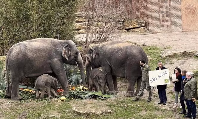 Le bébé éléphant Bao Ngoc, un symbole de l’amitié entre le Vietnam et l’Allemagne ảnh 1