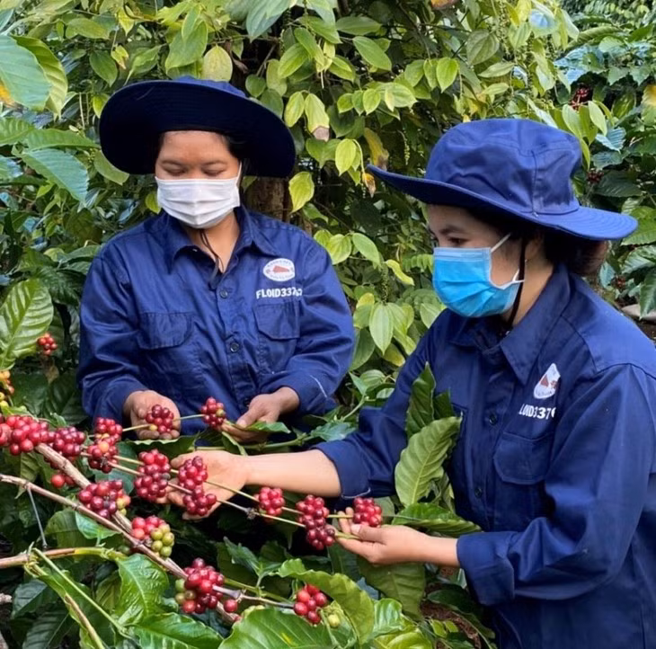 Quand les minorités ethniques de Dak Lak changent de pratiques agricoles ảnh 2