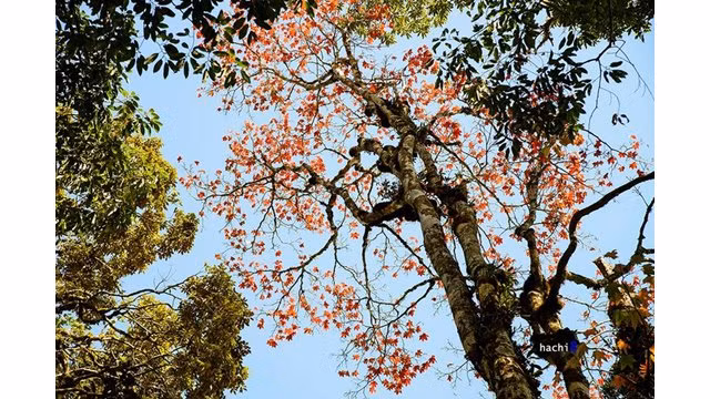 Cinq sites pour contempler les érables au Vietnam ảnh 2
