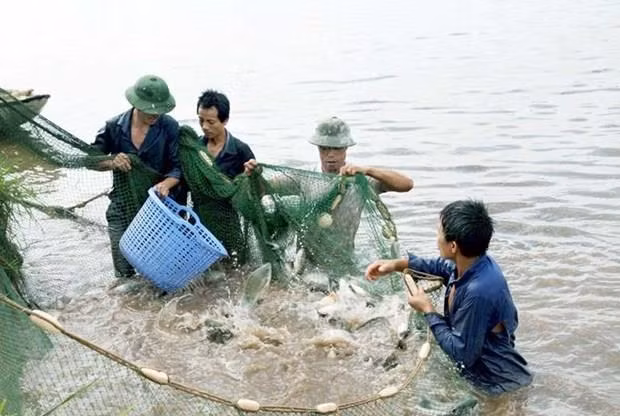 Vinh Phuc: la production de l'aquaculture et de la pêche en hausse de près de 5% ảnh 1