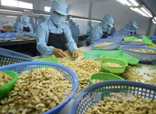 Le Vietnam vise 4 milliards de dollars d'exportation de noix de cajou en 2020 ảnh 1