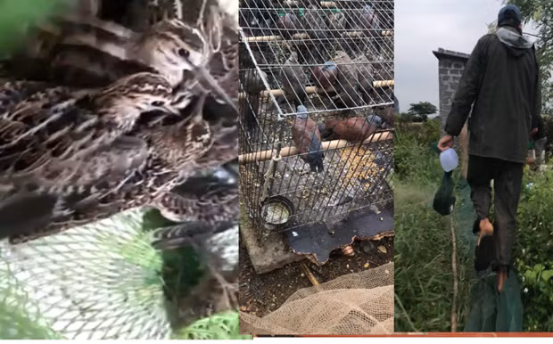 Le Vietnam déterminé à éliminer tous les actes nuisibles des oiseaux migrateurs ảnh 2