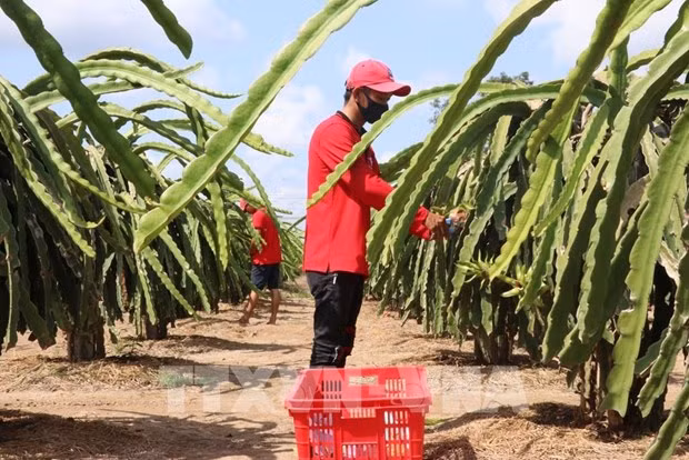 Tiên Giang améliore la qualité des fruits du dragon pour l’exportation ảnh 2