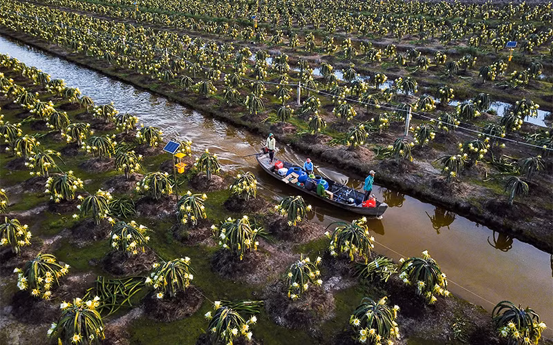 Tiên Giang améliore la qualité des fruits du dragon pour l’exportation ảnh 1