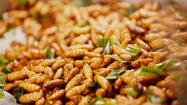 Le Vietnam autorisé à envoyer des insectes destinés à la consommation humaine vers l’UE ảnh 2