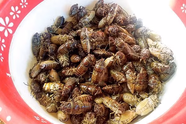 Le Vietnam autorisé à envoyer des insectes destinés à la consommation humaine vers l’UE ảnh 1