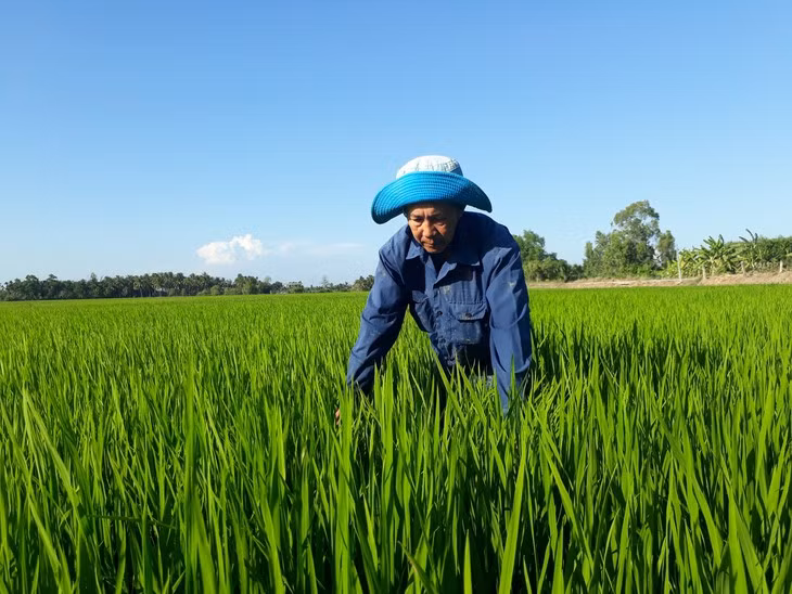 Tant qu’il y a du riz… ảnh 1