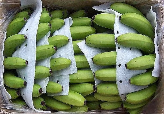 Le Vietnam voit ses exportations de bananes vers le Japon augmenter fortement ảnh 1