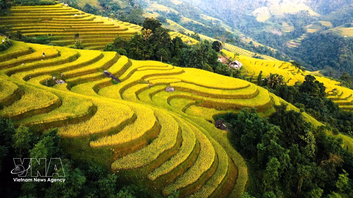 Tuyen Quang : les rizières en terrasses se parent d’or à l’heure des moissons