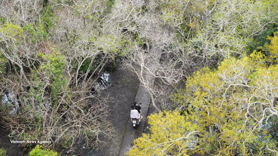 Hue : Les splendeurs automnales de la mangrove de Ru Cha