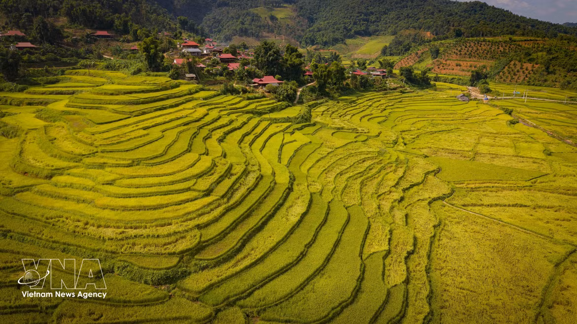Les rizières en terrasses se succèdent aux abords du village de l'éthnie Thai à Chieng Sinh. Photo: VNA