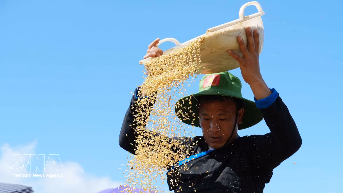 Récolte des grains de riz dorés sur les terrasses verdoyantes de Ta Leng. Photo : VNA